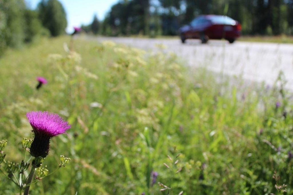 Valokuvassa ojanpiennar ja henkilöauto.