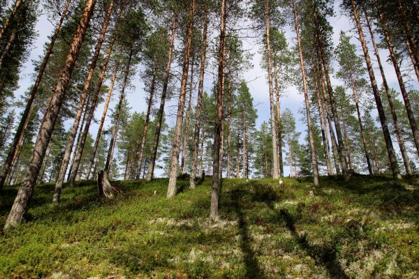 Valokuva metsästä.