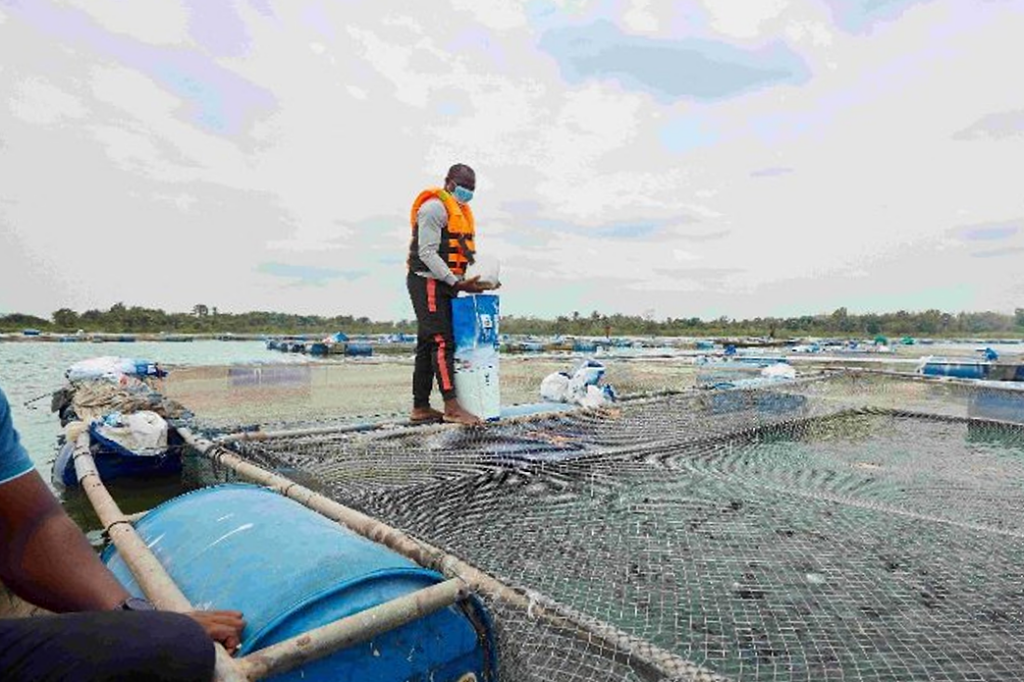 Image about a man feeding the fish throug a net.